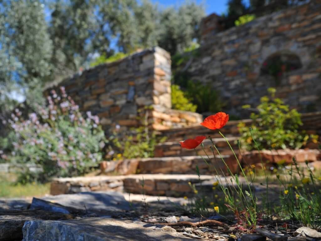 red flower in a backyard landscape