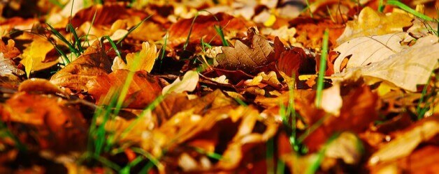 Fall Landscaping Tips