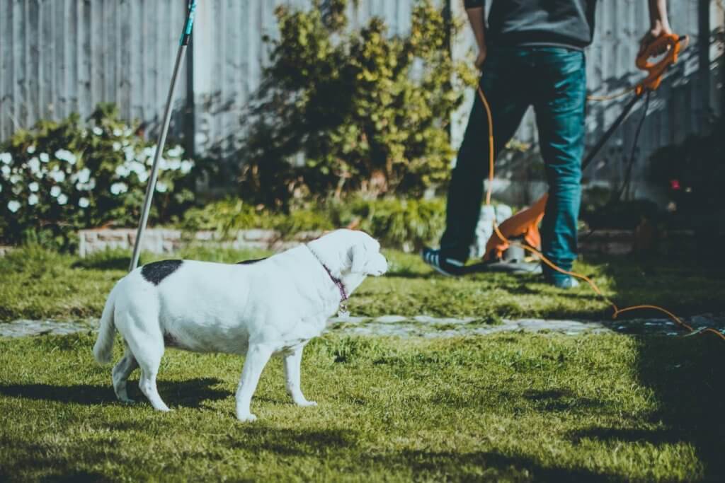 dog watching man weedwack his yard