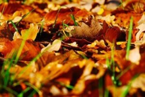 Fall Landscaping Tips