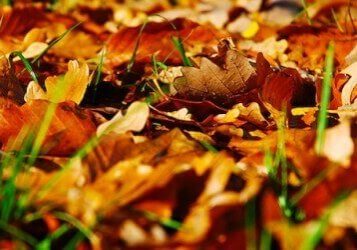 Fall Landscaping Tips