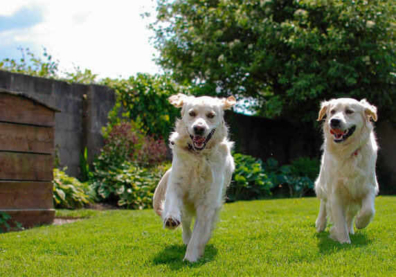 Pet Friendly Landscaping