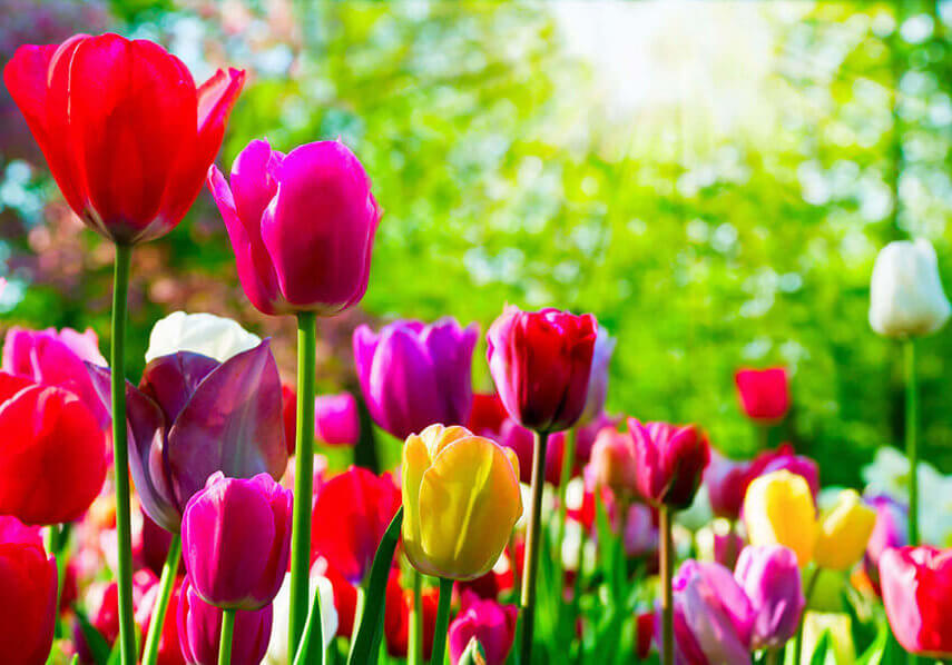 Prepping-for-Spring-Landscaping-OPTIMIZED Prepping-for-Spring-Landscaping-OPTIMIZED
