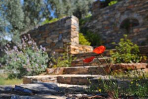 red flower in a backyard landscape