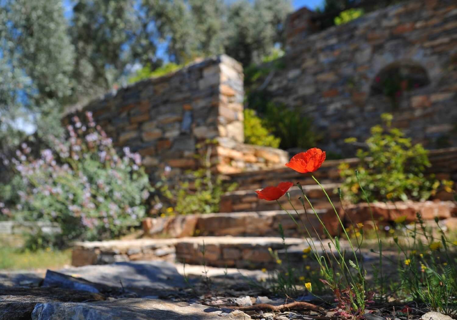 red flower in a backyard landscape