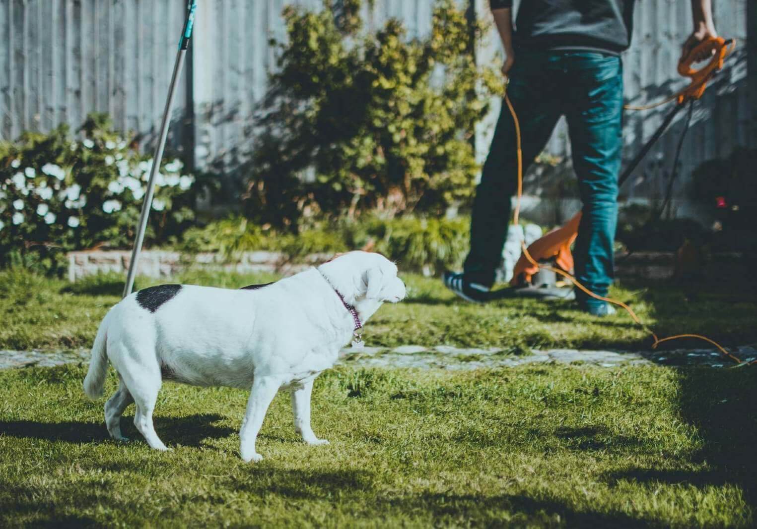 dog watching man weedwack his yard