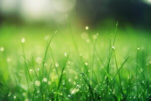 water drops on green grass