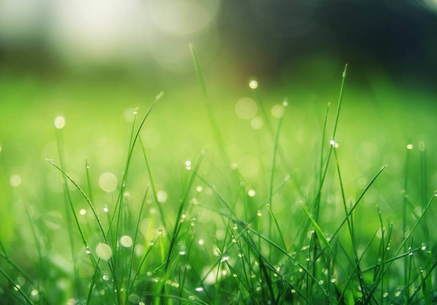 water drops on green grass