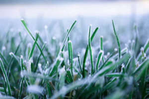 winter lawn care